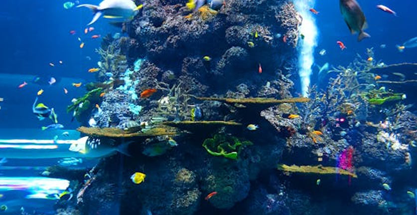 Play Fish Games Online in 2026: Discover Immersive Fish Arcade Fun