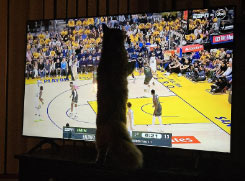 tv with cat watching