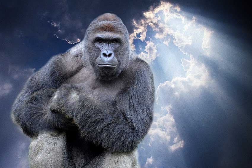 Harambe